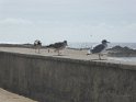 2017-09-30 12-45-17 Circuit Batz sur mer et Le Croisic FGn